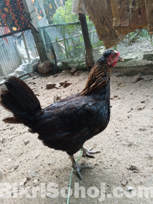 বড় সাইজের ৫ পিস দেশী মুরগি বিক্রি হবে